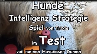 Test  Hund Intelligenz Spielzeug  Test Trixie Strategie Spiel Hunde Havaneser Schnüffeltraining [upl. by Micro]