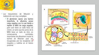 Fisiopatología Glomerulopatías 1° Parte  Dra Jacqueline de García [upl. by Vallie920]