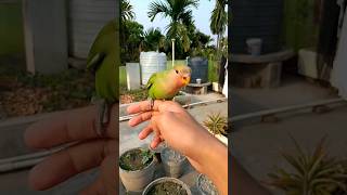 Birds Daily routine minivlog birds lovebirds shortsfeed shortvideo [upl. by Arney]