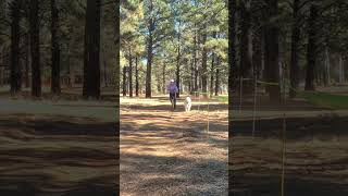 Samoyed Single dog scootering finish at Flagstaff AZ 2023 [upl. by Cockburn]