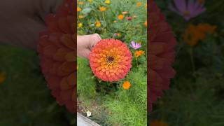 Zinnia Flowers Vibrant Easy and PollinatorFriendly Blooms [upl. by Enoed]