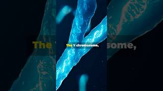 What Happens When the Y Chromosome DISAPPEARS [upl. by Doerrer]