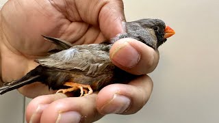 Charcoal zebra finch bird a recessive genes bird breeding tips and trick’s [upl. by Jacintha]