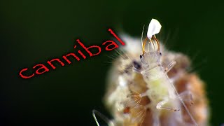 Cannibal Green Lacewing Larva shorts [upl. by Potter]