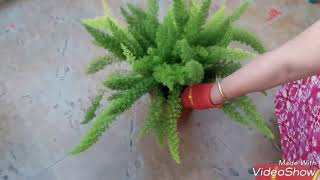 How to Grow and Care Foxtail Fern  Fun Gardening [upl. by Blen237]