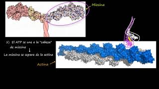 Miosina y Actina  Khan Academy en Español [upl. by Nosreip]