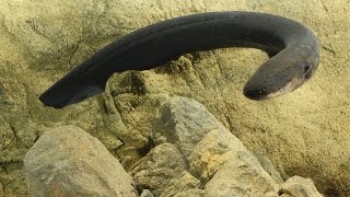 How electric eels tase their prey  Science News [upl. by Erdrich]