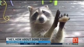 WATCH Greedy raccoon steals cat food knocks on door demanding more [upl. by Reyem]