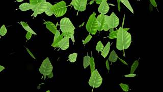 Green Leaves Falling to the Ground Black Screen 4K [upl. by Nordna671]