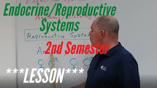 Endocrine and Reproductive Systems Lesson for AampP Lab 2nd Semester Anatomy and Histology [upl. by Lillie]