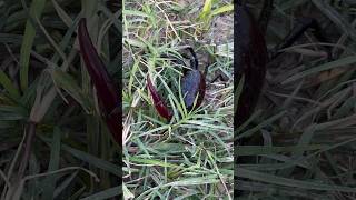 Crab in the fieldnature shortvideo viralvideo youtubeshorts [upl. by Bendite]