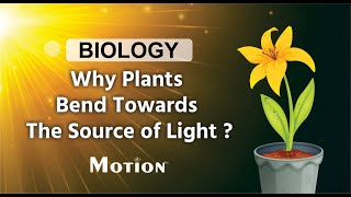 Phototropism Explained I Motion Foundation [upl. by Sandstrom]