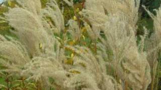 Gartenherbst  Herbstgarten [upl. by Irik164]