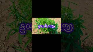 કુબા ની ભાજી [upl. by Layla]