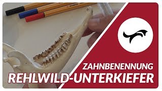 Zahnbenennung RehwildUnterkiefer in der Jagdscheinprüfung [upl. by Remat]