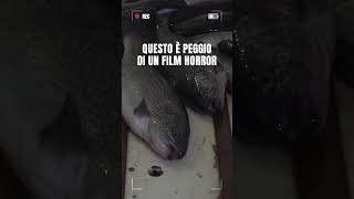 La realtà degli allevamenti intensivi è peggio di un film horror [upl. by Yleak]