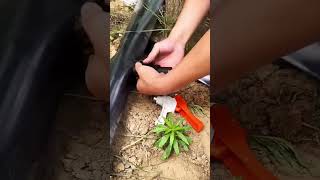 Laying and installation process of micro spray tape for garden irrigation [upl. by Eenwahs797]