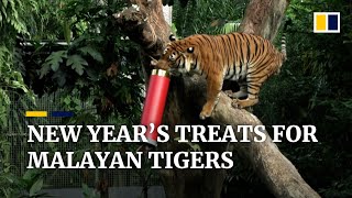 Endangered tigers enjoy Lunar New Year treats at Singapore safari park [upl. by Sixel]