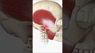 Bruxism  Tooth Grinding anatomy biology bruxism health 3d [upl. by Aynahs428]