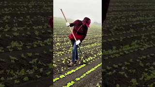 Super Technique for Thinning Vegetables in Raised Beds satisfying HappyFarm85 [upl. by Daune365]