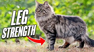 Norwegian Forest Cats  Facts About Norwegian Forest Cats [upl. by Gilboa]