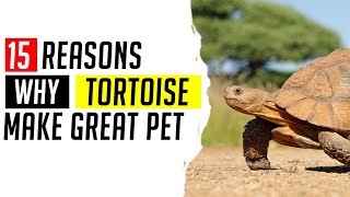 15 Reasons Tortoise Might Be The Perfect Pet For You  Pet tortoise for Beginners [upl. by Udella]