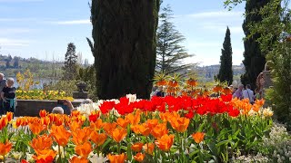 Blumeninsel Mainau  Tulpenblüte April 2024 Teil 1 [upl. by Forta]