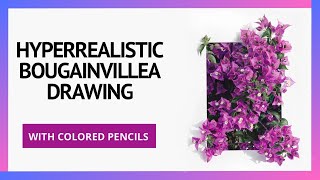 Hyperrealistic Bougainvillea Drawing With Colored Pencils Caran D´ache Luminance and Polychromos [upl. by Paviour]