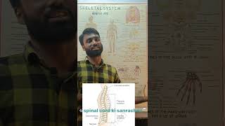 merudand ka sanrachna aur structure of a spinal cord  biology short [upl. by Lednew375]