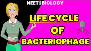 life cycle of bacteriophage lytic cycle  lysogenic cycle  Educational info [upl. by Alyk898]