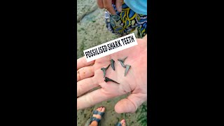 Fossilized Sharks teeth [upl. by Ecissej]