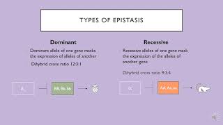 Dominant vs Recessive Epistasis [upl. by Ahseeyt]