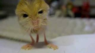 pygmy jerboa 体重測定 [upl. by Barnabas]