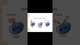 Mechanism of Enzymes  Class 9 Biology education enzymes viralvideo shorts shortvideo [upl. by Valencia494]