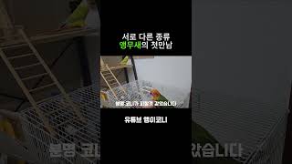 다른종류 앵무새의 첫만남 코뉴어 parrot 앵무새 앵무새키우기 반려동물 birds [upl. by Belding]