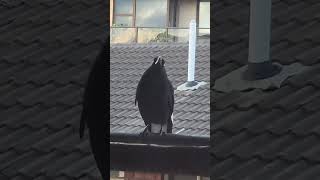 Currawong Visitor  24th November 2022 [upl. by Notnek675]