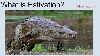 What Is Estivation  Hibernation [upl. by Oiluj]