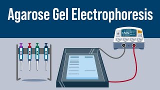 Gel Electrophoresis  Class 12th neet neet2024 biology [upl. by Ainek]