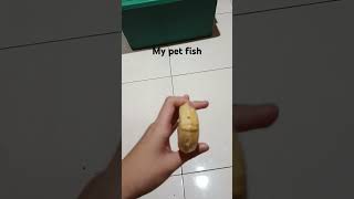 Pet fish shorts aquarium [upl. by Alie436]