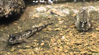 New Guinea mudskipper Periophthalmus cantonensis [upl. by Dust]