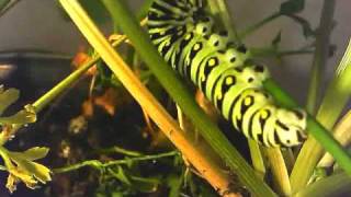 Eastern Black Swallowtail Caterpillar Odd Behavior [upl. by Bois885]