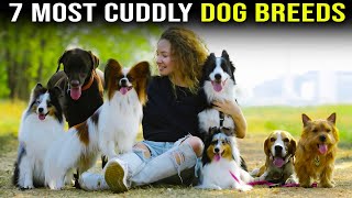 7 Most Cuddly Dog Breeds [upl. by Ynnavoeg957]