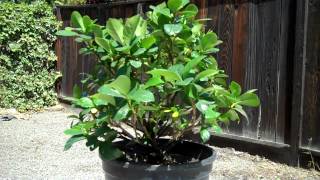 Creating a Dwarf Gardenia Bonsai Part 1 Intro and first pruningmp4 [upl. by Fabrianna548]