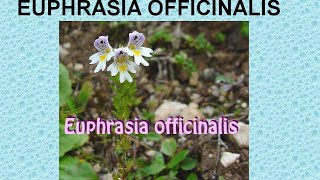 EUPHRASIA OFFICINALIS  ΑΝΤΙΜΕΤΩΠΙΣΗ ΟΞΕΩΝ ΚΑΤΑΣΤΑΣΕΩΝ ΜΕ ΟΜΟΙΟΠΑΘΗΤΙΚΗ [upl. by Nnaeirrac955]