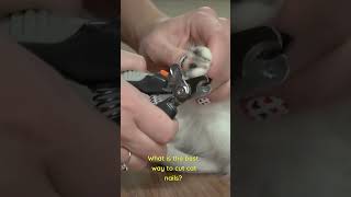 How To Cut Cat Nails Safely And Easily [upl. by Hewitt]