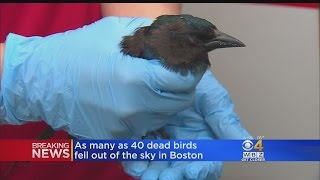 Over 3 Dozen Birds Fall From Sky In Dorchester [upl. by Enois]