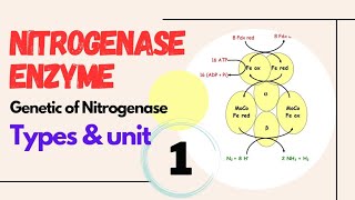 Structure Function Types and Genetic of Nitrogenase Enzyme with influence to Nitrogen Fixation [upl. by Thorlie]