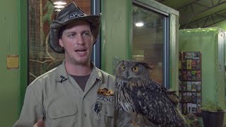 Ozarks FOX AMKallie talks Owls with Cory from Promised Land Zoo071020 [upl. by Hilarius517]