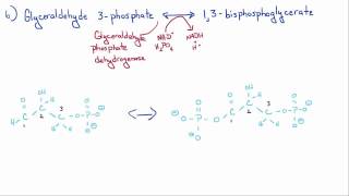 Introduction to Biology  11  Glycolysis [upl. by Pittel]