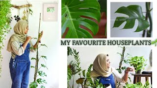 5 stunning indoor plantsMalayalam Monstera fittonia zz plant and other beautiful house plants [upl. by Rocray]